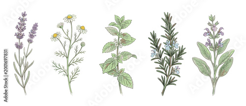 Five hand-drawn botanical illustrations of popular herbs including lavender, chamomile, mint, rosemary, and sage, rendered in a delicate watercolor and ink line art style