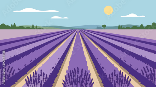Lavender field stretches far under sunny blue skies with distant mountains