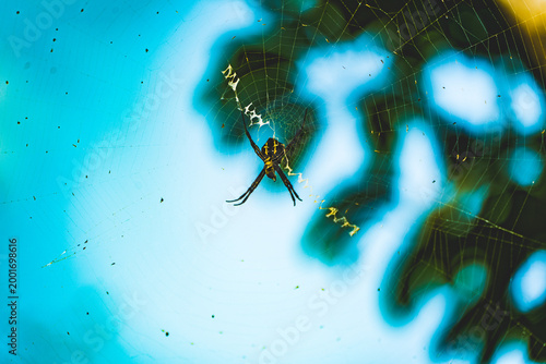 Tableau sur toile spider on web