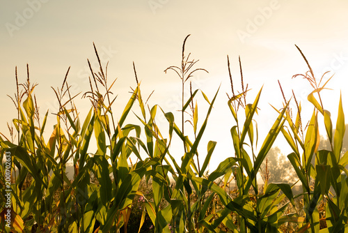 Green corn field in bright golden sunlight, agricultural crops at sunrise