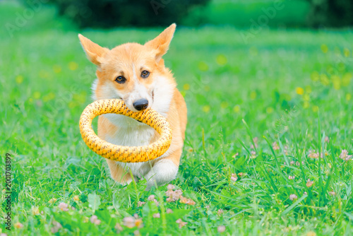 Corgi dog with a training ring in its mouth walking on the grass, front view