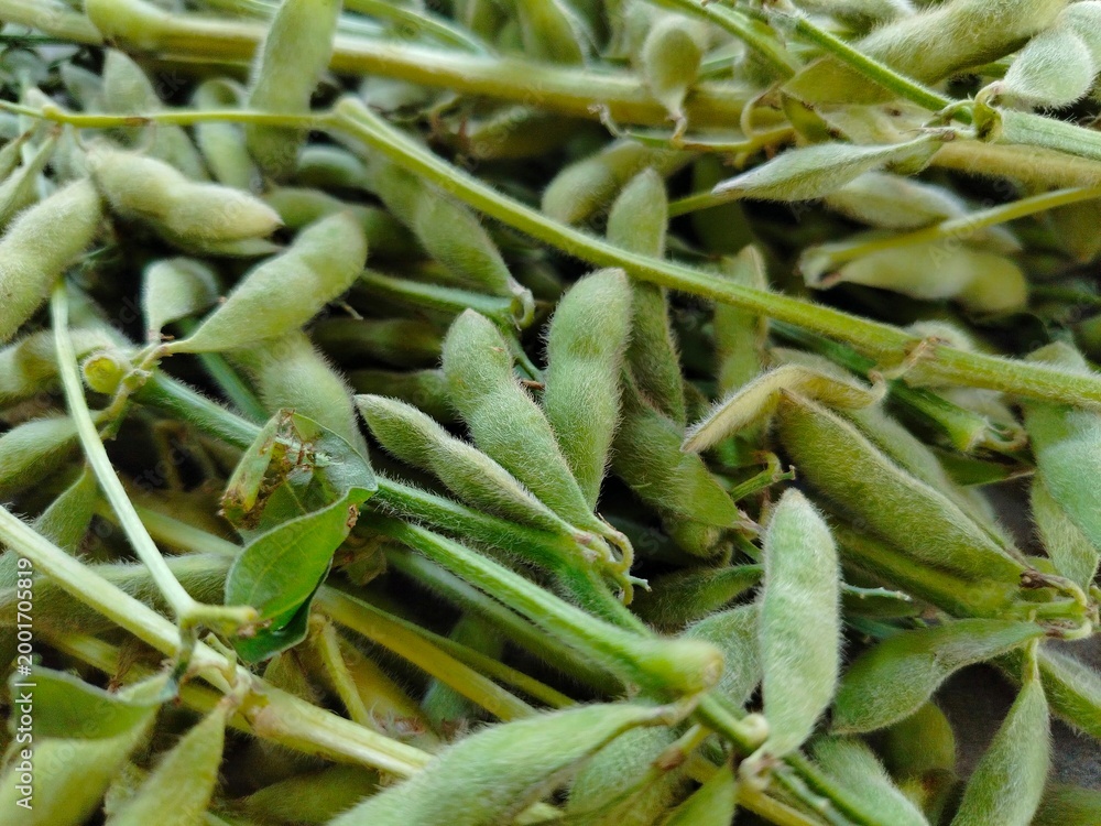 Fototapeta premium pile of fresh edamame soybean pods with fuzzy texture
