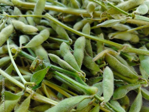 pile of fresh edamame soybean pods with fuzzy texture