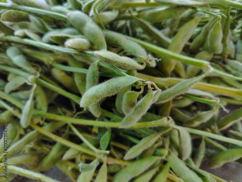 pile of fresh edamame soybean pods with fuzzy texture
