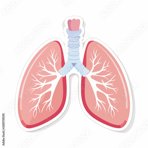 Illustration of Human Lungs and Trachea