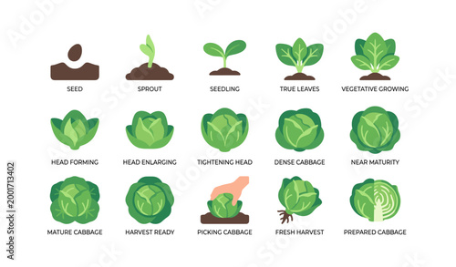 Cabbage growth stages from seed to harvest on white background