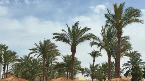 Desert Palms Shine. Bright Desert Scene Featuring Towering Date Trees And Golden Sunlight