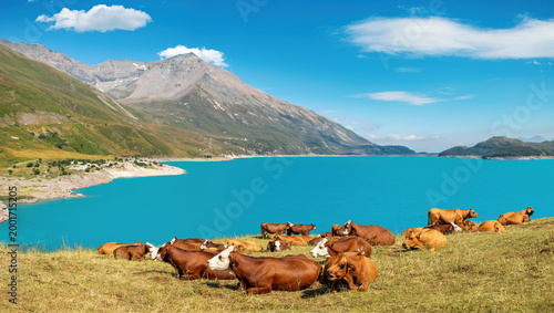 Cows resting by the turquoise alpine waters of Lac du Mont Cenis, France