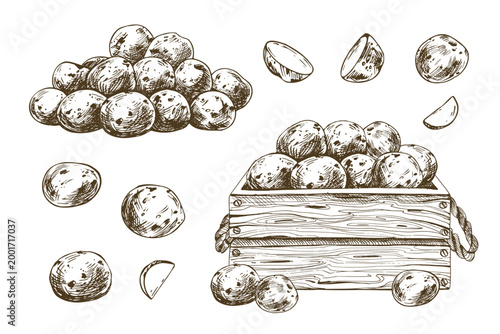 Hand drawn baby potato vegetable illustration. Ink sketch collection of raw tubers in wooden crate. Graphic line art set for agricultural market design, cooking recipe or food packaging.