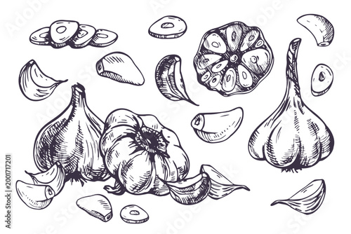Garlic bulb, slice and clove hand drawn illustration. Graphic ink sketch of organic seasoning ingredient. Black and white outline design for farm harvest, cooking, food market and packaging.