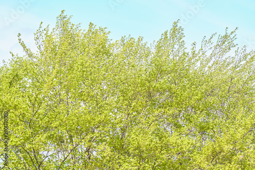 Canvastavla 青空と風にそよぐブナの瑞々しい新緑   Fresh green beech leaves swaying in the wind against a blue