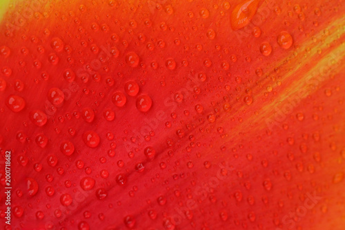 Vibrant red petals adorned with shimmering droplets at dawn