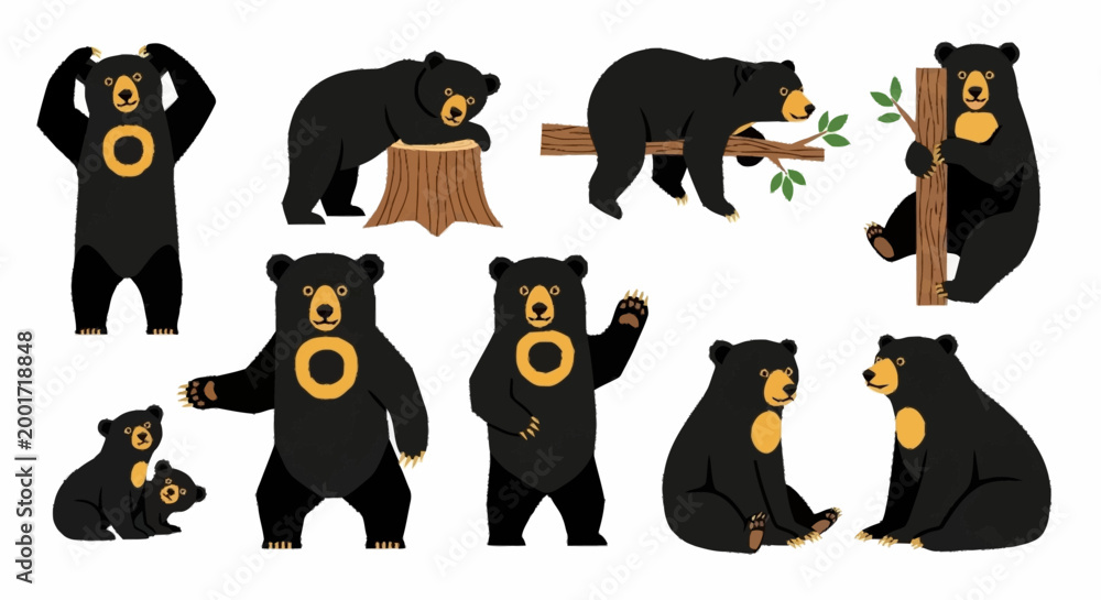 Fototapeta premium Black bear various poses.