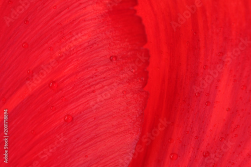 Vászonkép Vibrant red hues blend beautifully in artistic expression