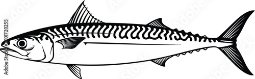 Vintage illustration of a mackerel fish detailed black and white sketch