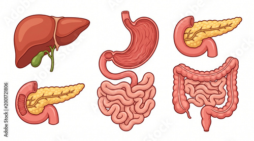 Digestive Organs Isolated Set Stomach Liver Intestine Pancreas