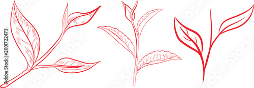 Three delicate hand drawn tea leaf sketches depicted in red ink isolated on a simple plain white paper digital background