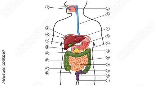 Human Digestive Tract Labeled Diagram for Education