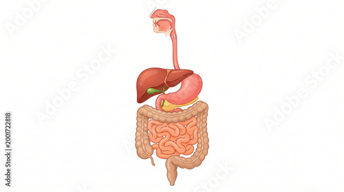 Digestive System Without Labels Clean Vector