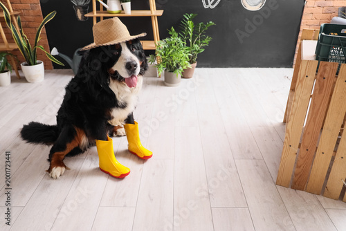 Φωτογραφία Cute Bernese mountain dog with rubber boots and houseplants at home
