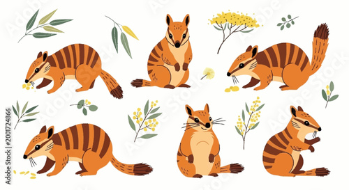 Group of cute quokkas playing.