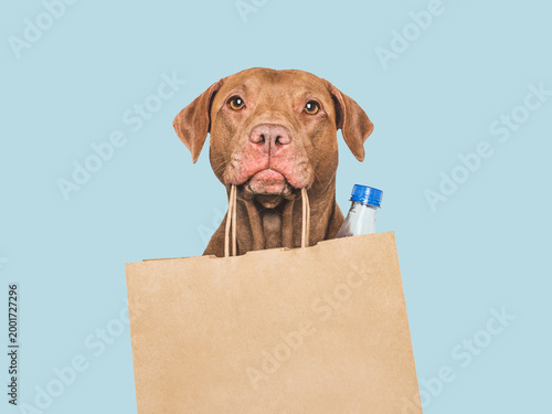 Cute dog holds shopping bag