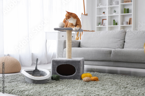 Cute cat on scratching post...