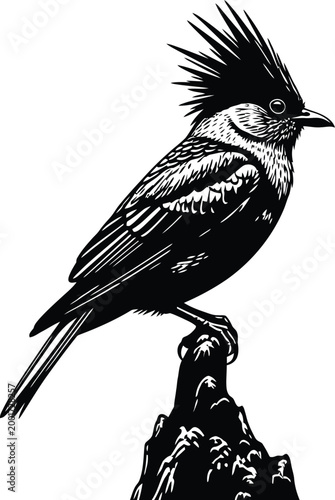 Vintage engraving of a blue jay perched on a branch