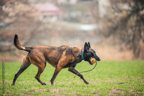 Foto Belgian Malinois dog sniffing grass in a green meadow
