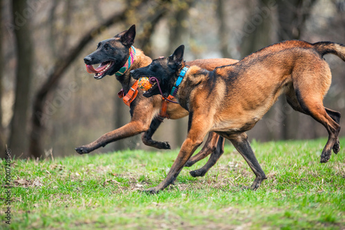 Foto Belgian Malinois dog sniffing grass in a green meadow