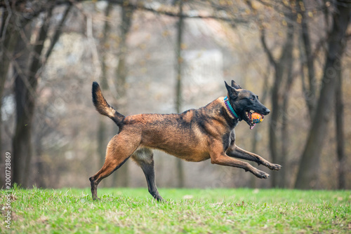 Obraz na plátne Belgian Malinois dog sniffing grass in a green meadow