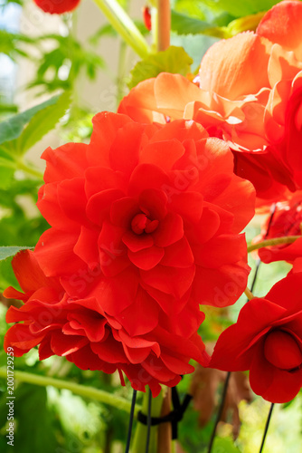 Stunning scarlet flowers of a tuberous begonia, likely the 'Illumination Scarlet' cultivar.