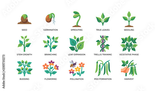 Icons showing plant growth stages from seed to harvest
