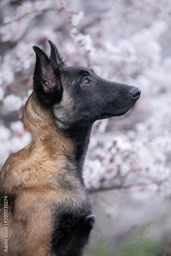 Konstfotografi portrait of german shepherd