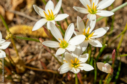 Close-up of an autumn zephyr lily (zephyranthes candida) in garden