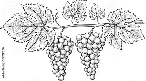 Vintage Grape Vine Illustration, Hand-Drawn Vector Bunch of Grapes with Leaves.