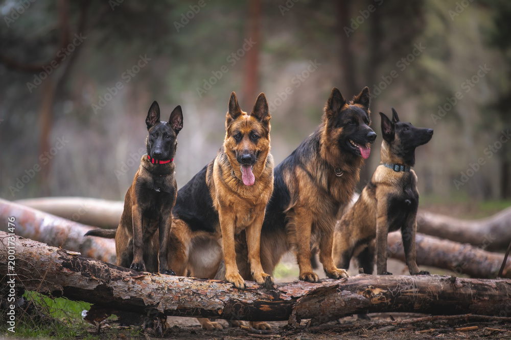 Fototapeta premium german shepherd dog on grass
