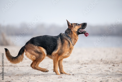 german shepherd dog on the beach