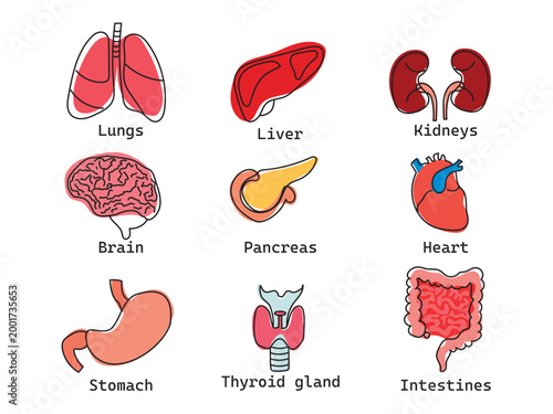 Human internal organs vector icon set in flat line art style.