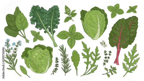 Bild auf Leinwand Collection of Various Green Leafy Herbs.