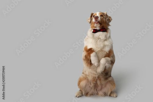 Cute Australian Shepherd do...