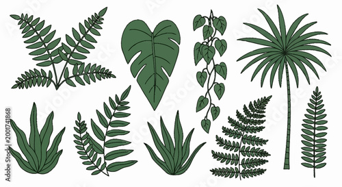 Tropical green leafy plants variety.