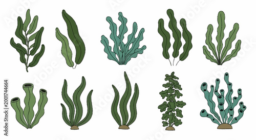 Various types of seaweed plants.