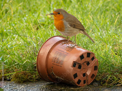Robin on Flower Pot