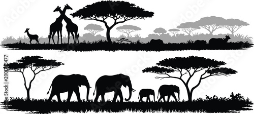 Photography African savanna wildlife silhouettes featuring giraffes elephants and acacia tre