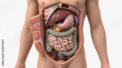 Abdominal Organs Anatomy Male Body Cutaway