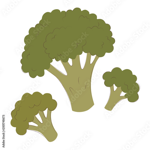 Fresh green broccoli head and florets in hand-drawn flat style, isolated organic vegetable set for healthy eating and vegan recipe design.