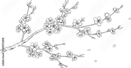Delicate cherry blossom branch in black and white sketch