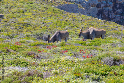 Wildlife like ostrich and bontebok can be seen in many parts of the national park of Cape of Good Hope near Cape Town. These animals can live freely and are protected by state government while eating 