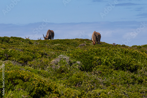 Wildlife like ostrich and bontebok can be seen in many parts of the national park of Cape of Good Hope near Cape Town. These animals can live freely and are protected by state government while eating 